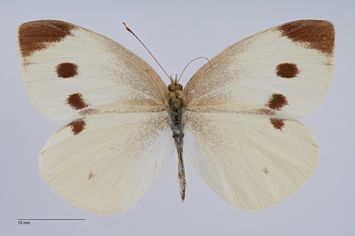 Vorschaubild Pieris rapae f. rossioides Stauder, 1921